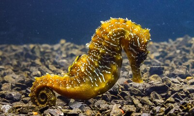 Close-up of a fish camouflaging within its surrounding environment on the seabed, Black Sea. © Oleg Kovtun