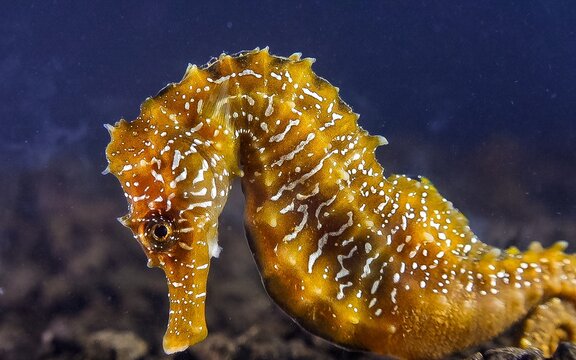 Close-up of a fish camouflaging within its surrounding environment on the seabed, Black Sea.