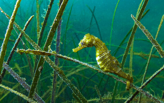 Black Sea, near Odessa bay.&nbsp;Long-snouted seahorse Hippocampus hippocampus