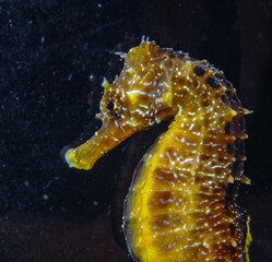 Close-up of a fish camouflaging within its surrounding environment on the seabed, Black Sea. © Oleg Kovtun