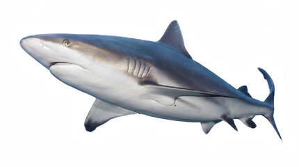 Fototapeta premium Profile View of a Swimming Caribbean Reef Shark