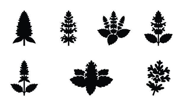 Botanical Mint Leaf Silhouettes, Herbal Plant Icons, Fresh Greenery Vector Graphics, Culinary Herb Sprigs