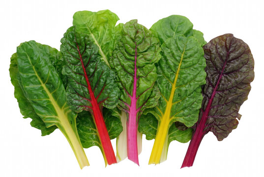 Vibrant Rainbow Swiss Chard Leaves with Colorful Stems