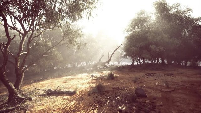 Sunbeams piercing gumtree glade with shimmering wet ground, photographer capturing light and lens flare, backlit foliage, sparkling reflections and renewed