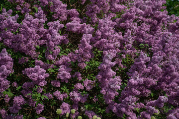 Obraz premium Dense purple lilac blossoms cover garden shrubs with rich floral texture, green foliage and natural spring background in close-up view. Floral wallpaper, wellness branding, nature design