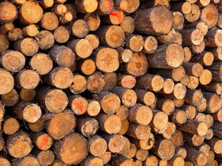 Fototapeta premium Stack of freshly cut logs close-up, wood texture at a sawmill