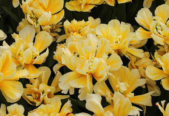 Vibrant yellow and white double tulips floral background © Maryia