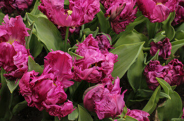 Fototapeta premium Exotic purple parrot tulips blooming in a spring garden