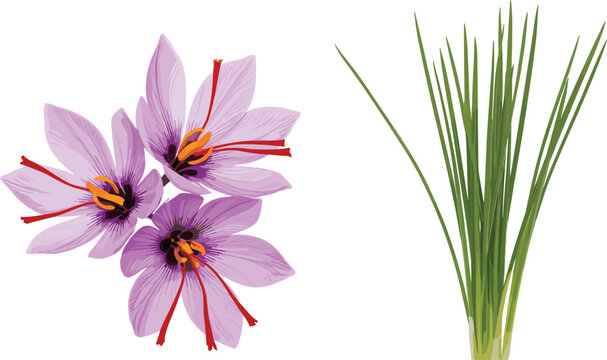 Purple saffron crocus flowers with green leaves vector illustration for spice botanical garden and floral design