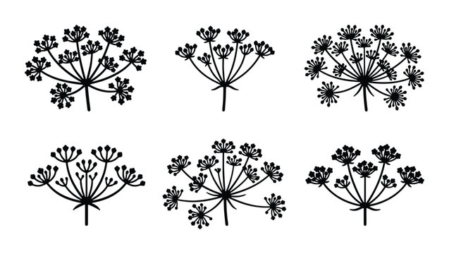 Umbel Flower Vector Illustrations, Delicate Dill Herb Sprigs, Botanical Apiaceae Plant Elements, Simple Black and White Graphic Designs