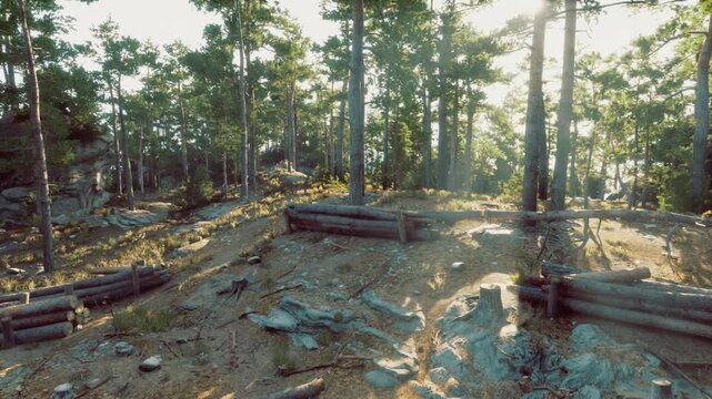 sunlit clearing with stacked logs and stones, evidence of sustainable forestry and careful land use, warm light highlighting texture and regenerative