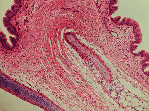 Pseudostratified Ciliated Columnar Epithelium Human Respiratory Tract Histology
