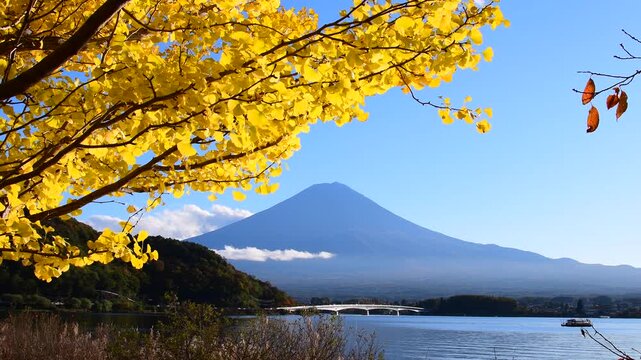 富士山 河口湖 湖畔  ススキ 銀杏　山梨県