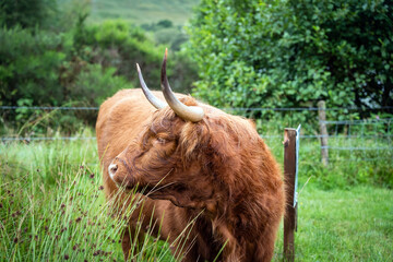 Profile portrait of a ginger Highland cow with long horns standing in a green field © torifedorova