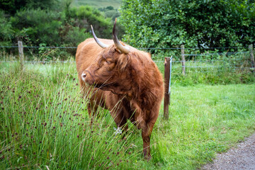 Profile portrait of a ginger Highland cow with long horns standing in a green field © torifedorova