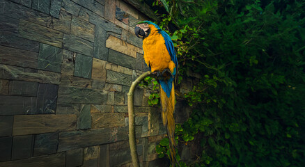 blue and yellow macaw © Momen
