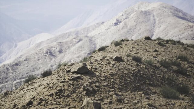 Shrub covered knoll on kyrgyz slope, compact vegetation clinging to rocky ground, layered peaks beyond, subtle contrasts of green and ochre, useful for ecology