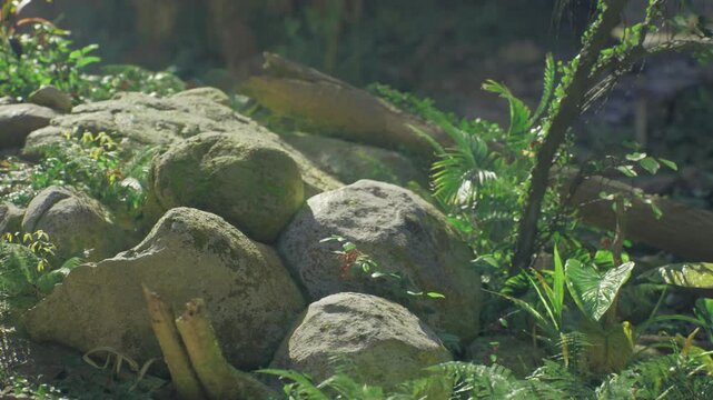 Moss covered rocks with yellow mushrooms forming low cluster among ferns and lichen, soft filtered light highlighting damp textures and fine spore dust