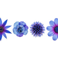 Obraz premium Four blue and purple wildflowers arranged in a horizontal row against a white background showcasing intricate macro textures concept of botanical elegance