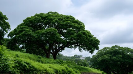 Fototapeta premium A close up view of a lush green tree canopy against a cloudy overcast sky