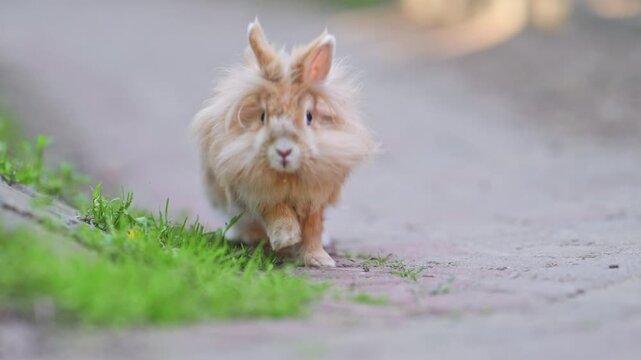Fluffy Rabbit Running Along Garden Path, 4K Slow Motion