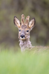Antlers in velvet © Artur