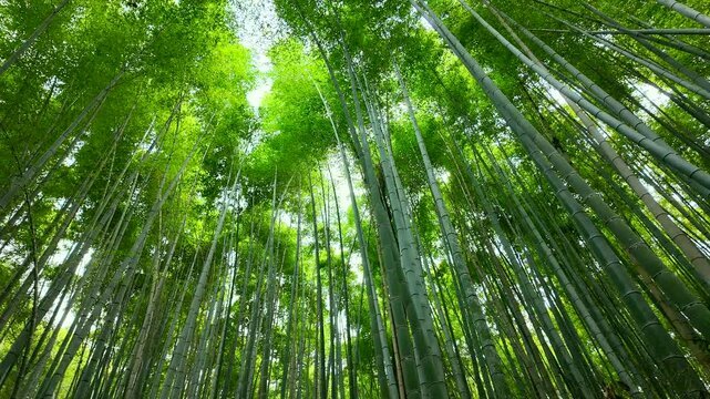 京都府　京都市　嵐山　天竜寺　竹林
