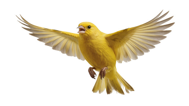 Isolated vibrant yellow canary bird flying in graceful motion with wings spread