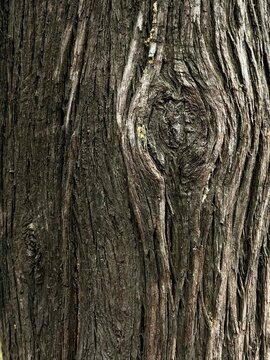 Dark Furrowed Tree Bark with Knothole Detail, Jardins del Palau Reial de Pedralbes Barcelona