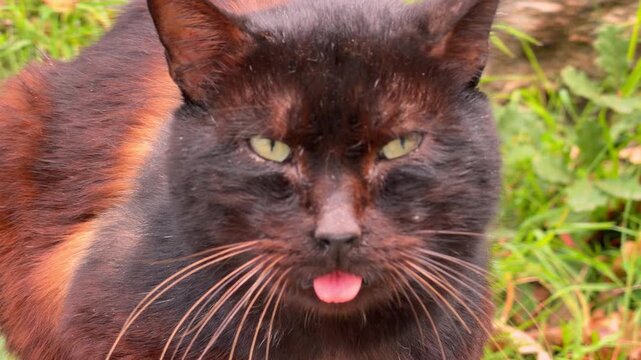 Dark brown cat sticking out pink tongue making silly funny expression on green grass background, hilarious pet character and humor scene outdoors.