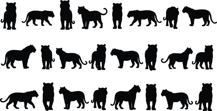 Lioness Silhouette Collection with Standing Walking and Side View Wild Cat Pose Variations