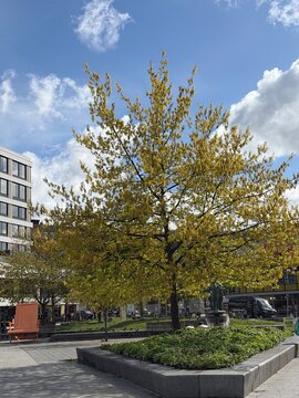 Drammenselva River Waterfront Park with Trees in Drammen Norway