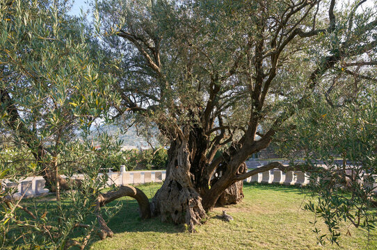 Cat lying near Old olive tree (Stara maslina). Tomba (village), Montenegro.