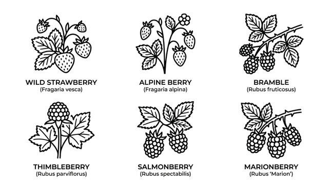 Berry Botanical Line Drawings with Alpine Berry Salmonberry and Marionberry