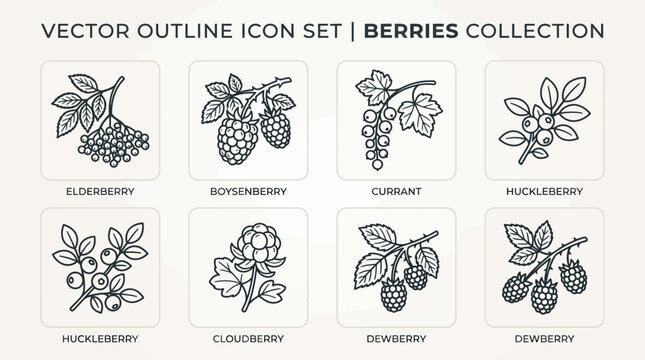 Berry Icons Outline Vector Set Botanical Black and White Line Art