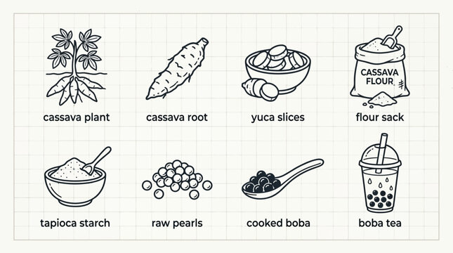 Cassava Plant and Boba Tea Ingredients Food and Drink Illustration
