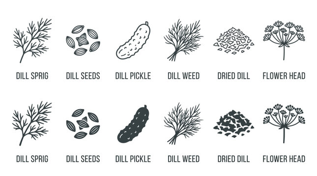 Dill Plant Parts Illustration Showing Sprig Seeds Pickle Weed Dried Herb