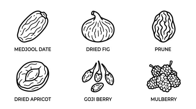 Dried Fruits Outline Illustration with Medjool Date Fig Prune Apricot
