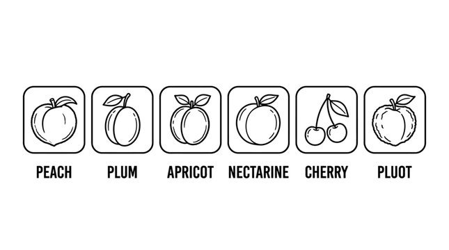 Peach Plum Apricot Nectarine Cherry and Pluot Fruit Icons