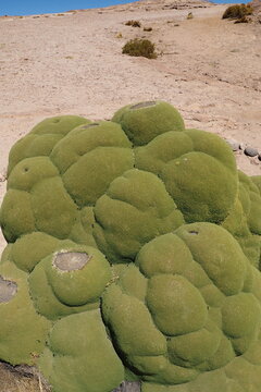 Close up of a unique green yareta plant growing in the arid desert landscape of the Bolivian Altiplano. Rare azorella compacta vegetation in the high altitude wilderness of the Andes mountains.