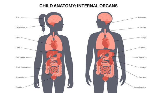 Human internal organs