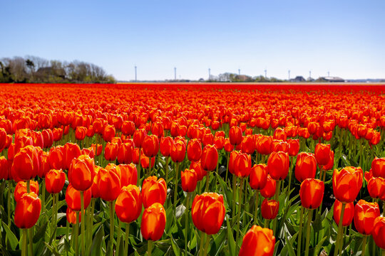 Spring landscape, The terrain of hilly countryside in Zuid-Limburg, A hamlet on hillside with lush green grass meadow and farmland, Gulpen-Wittem is a village in Dutch province of Limburg, Netherlands