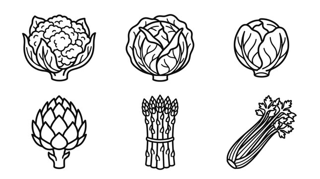 Vegetables Drawing Cauliflower Cabbage Celery Icon Set Food Design