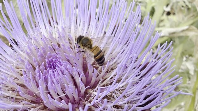 Honey Bee Pollinating Purple Artichoke Flower in Full Bloom