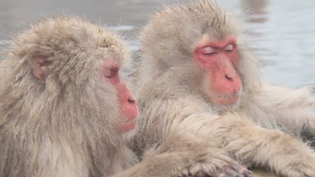 露天風呂に入る野生猿
