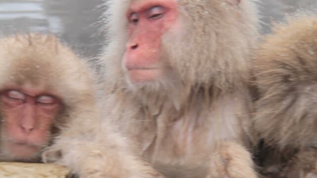 露天風呂に入る野生猿