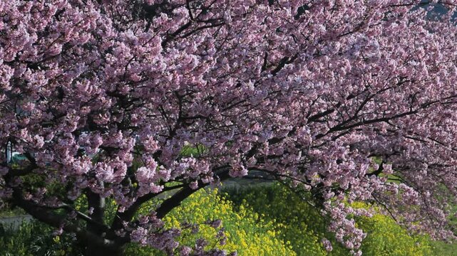 みなみ桜と菜の花
