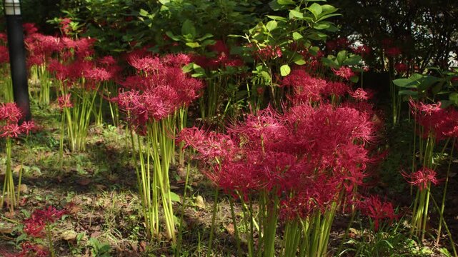 船岡城址公園の彼岸花 Red Spider Lilies at Funaoka Castle Ruins Park in Japan