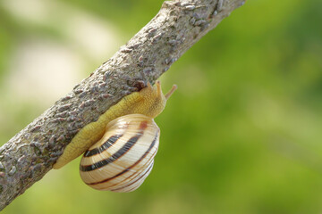 Striped land snail climbing on a tree branch with soft green background. Detailed macro wildlife photography with natural light and shallow depth of field © Maciej Bonk