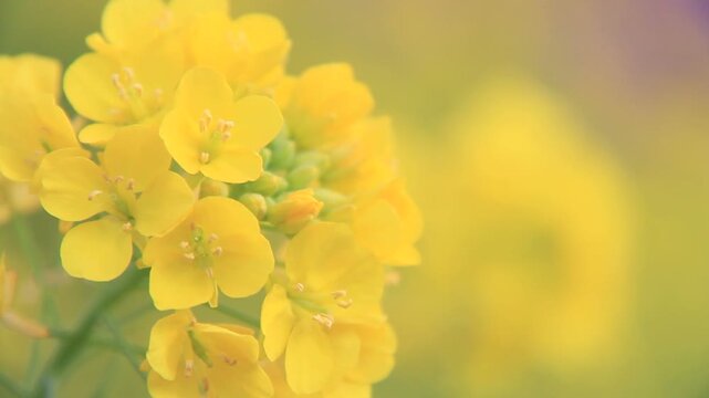 菜の花